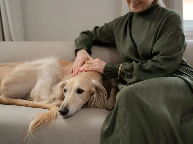 Declutter Your Pet’s Belongings Without Guilt or Overwhelm — The ...