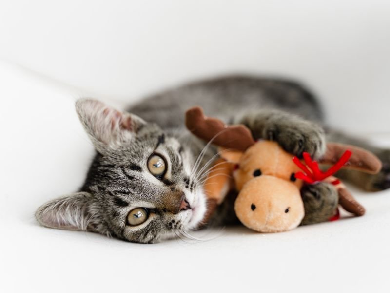 Cat and Plush Toy