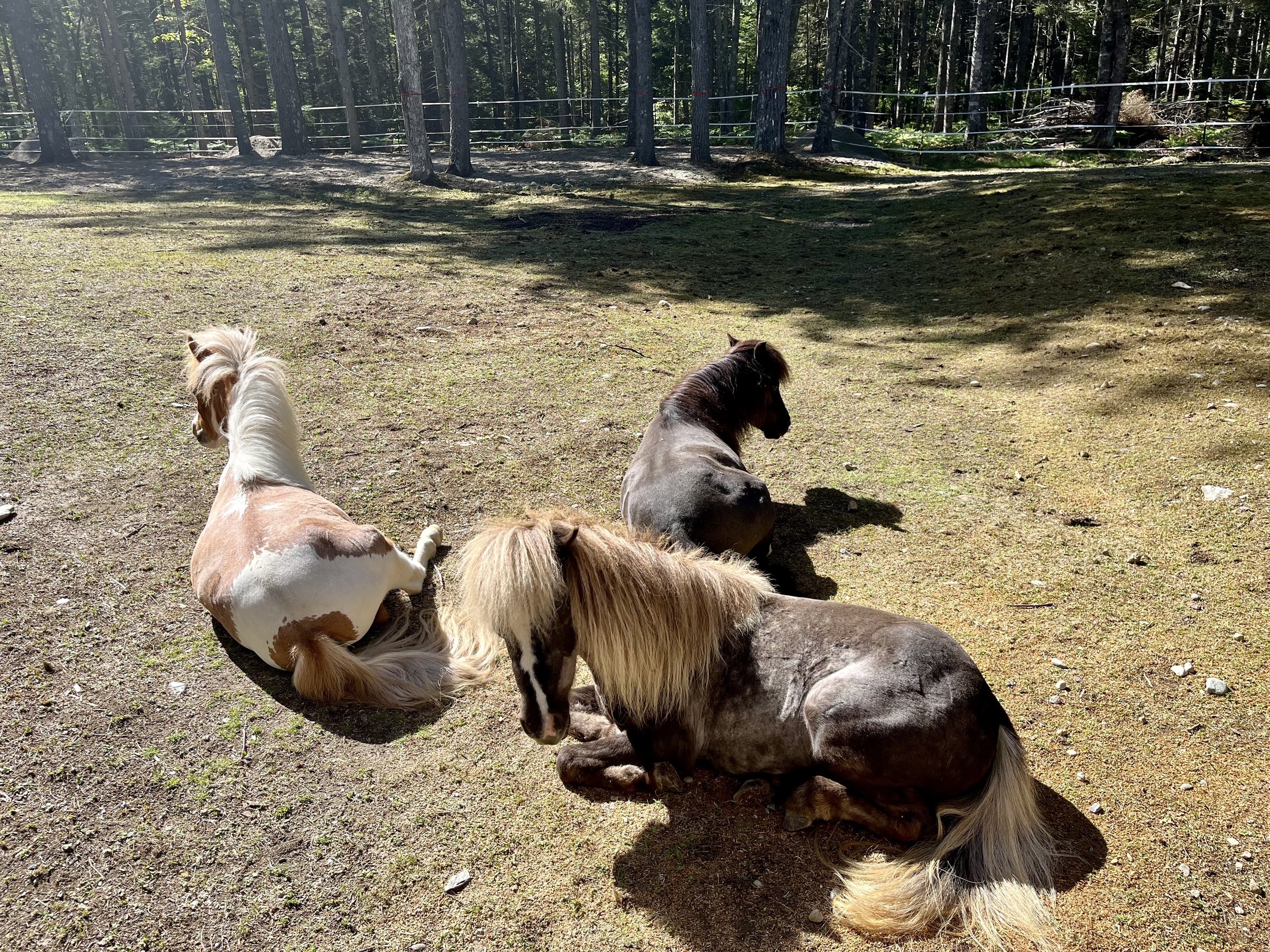 About 1 — Mane Haven