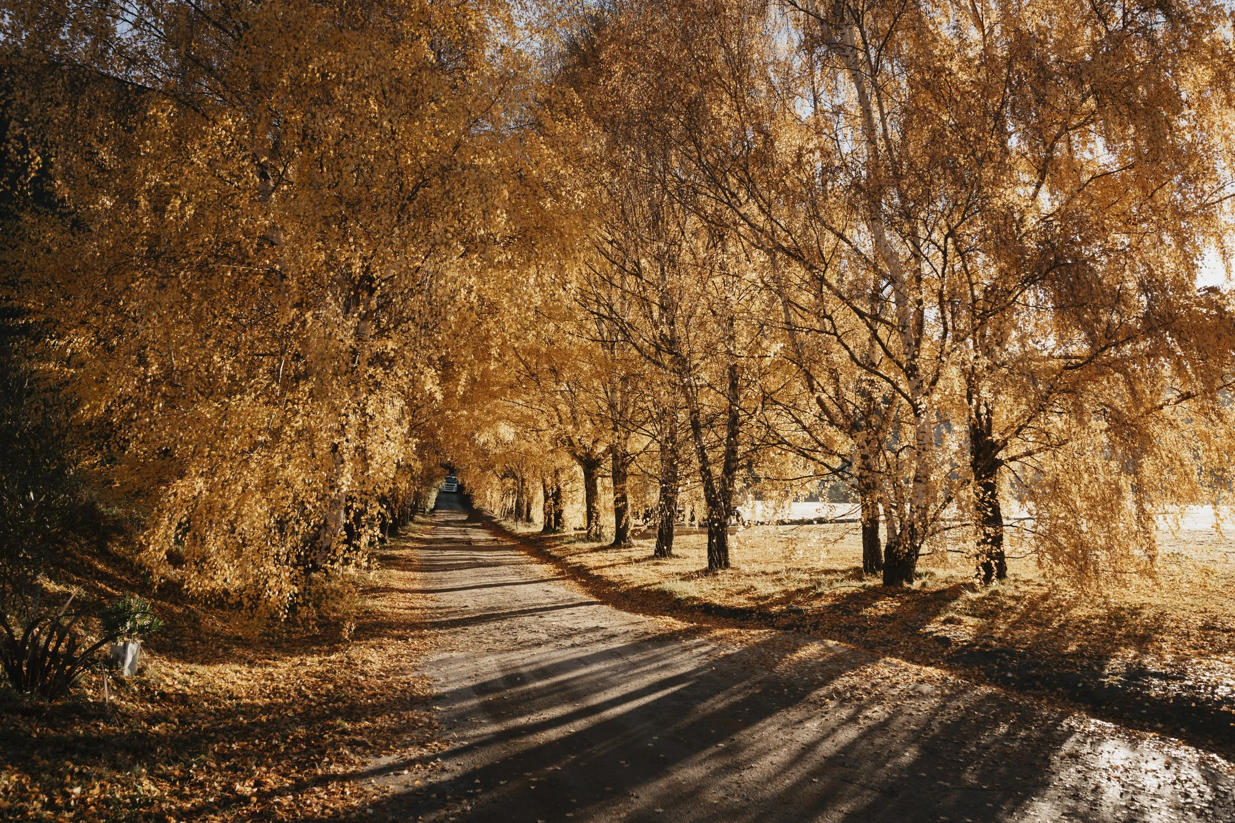 Tree-lined dirt road with yellow autumn leaves creating a canopy