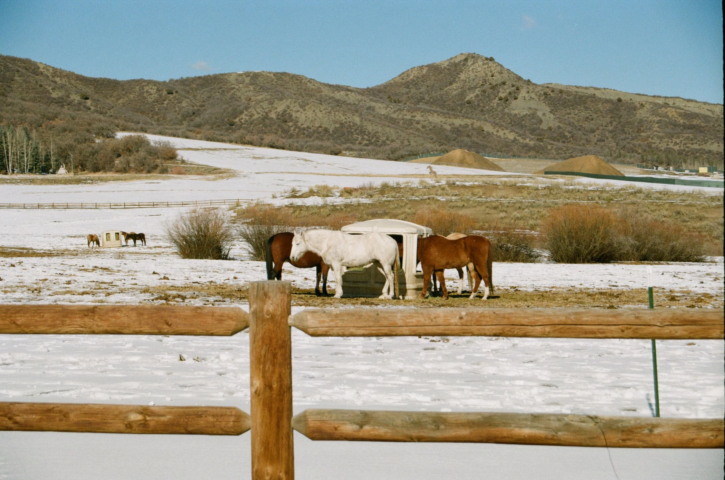 Horses grazing near a trailer in a snowy field with hills and mountains in the background. Byron Bay Photography Joey Bailey