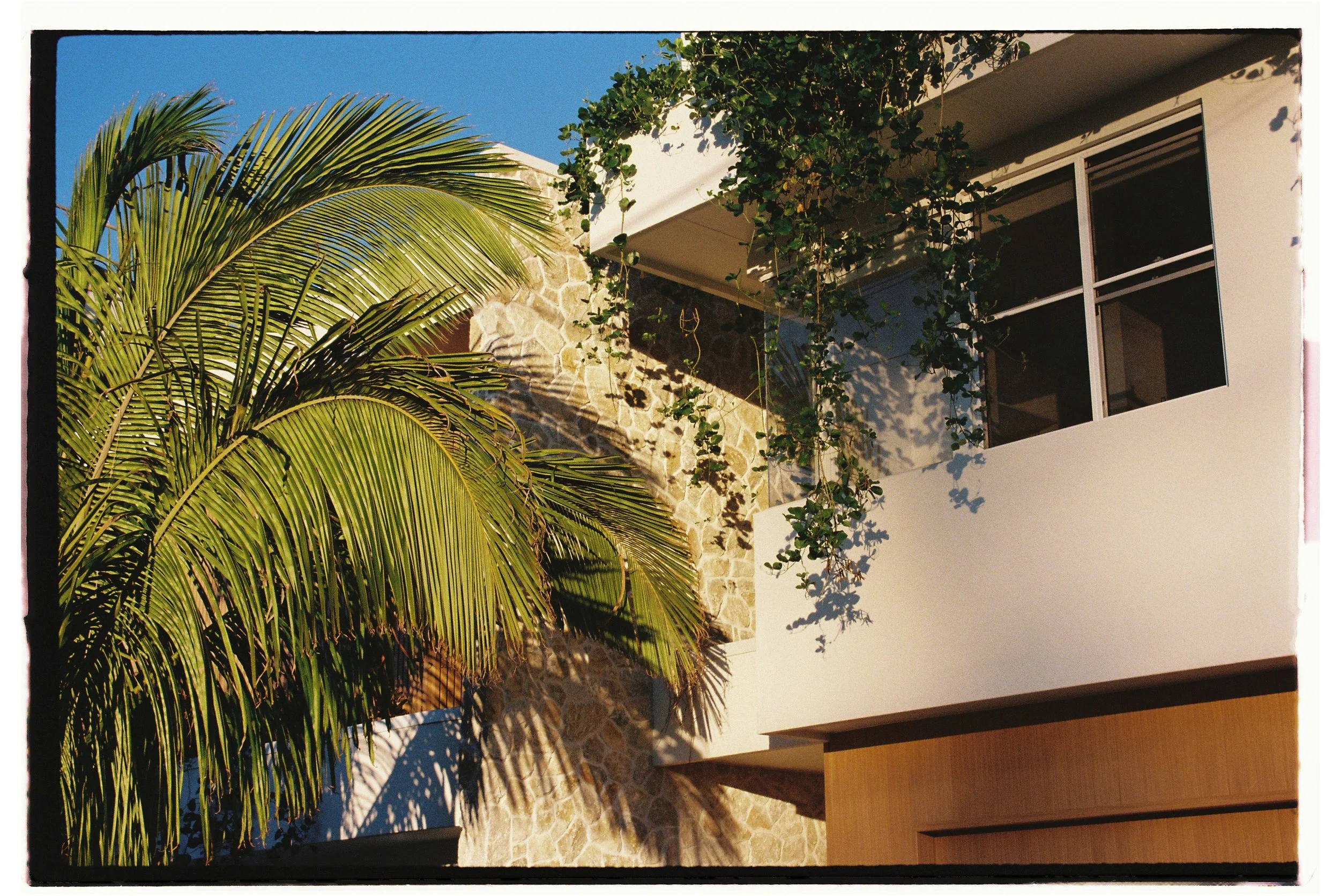 A modern white building with a stone accent wall, large window, and lush green plants including a tall palm tree and hanging vine, under a clear blue sky. Architecture photography Gold Coast by Joey Bailey