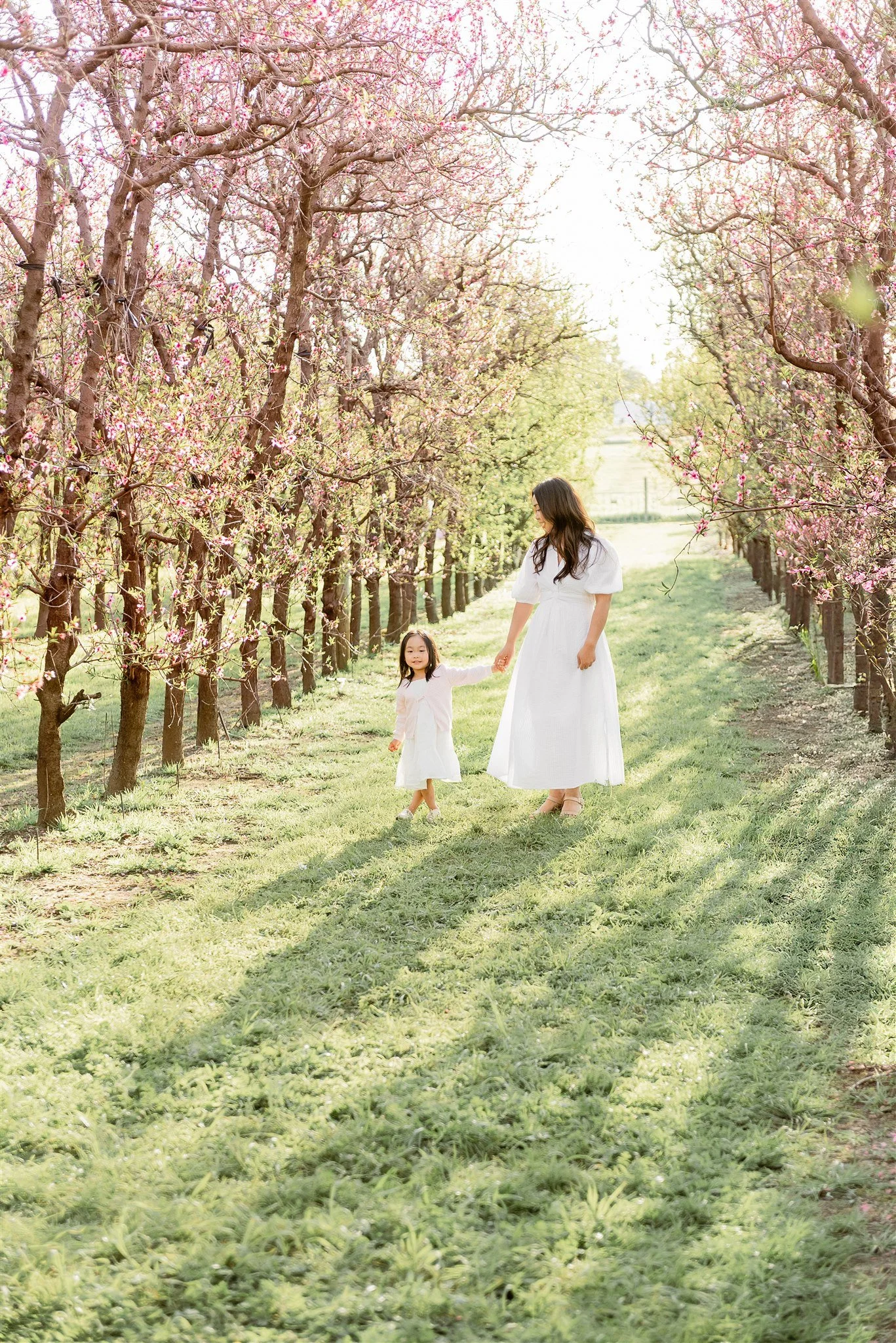 A woman and a young girl, both dressed in white, walk hand-in-hand through a blooming orchard with pink flowers on the trees, on a sunny day.