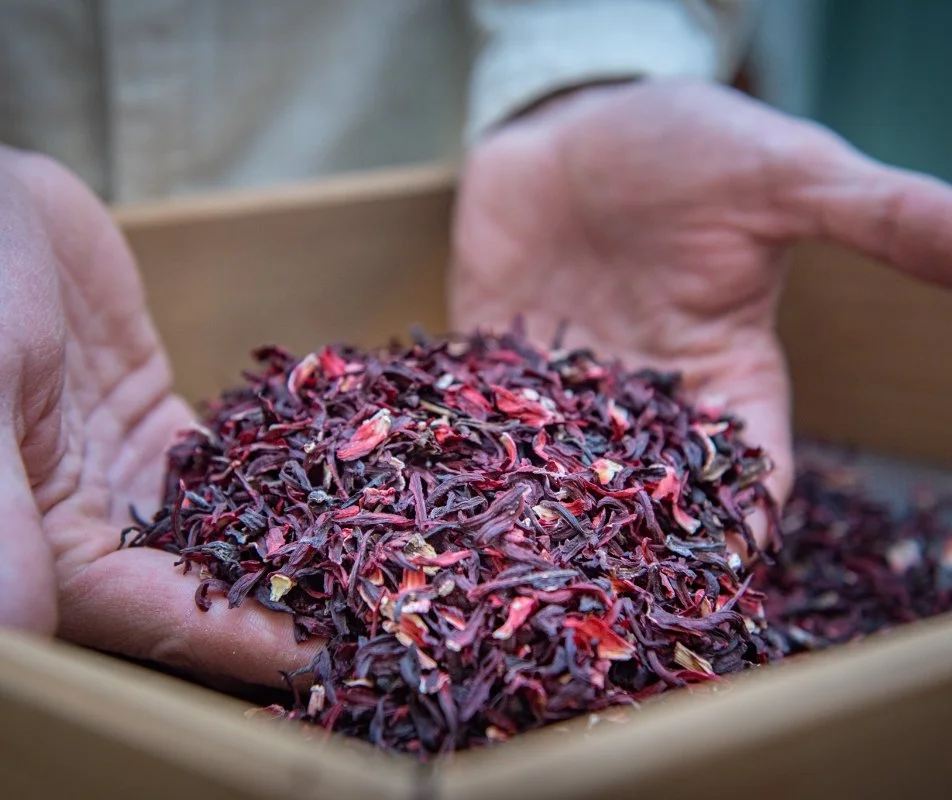 Primo piano di mani che tengono fiori di ibisco secchi utilizzati per BOTANICA Hibiscus, con un contenitore di legno sullo sfondo.