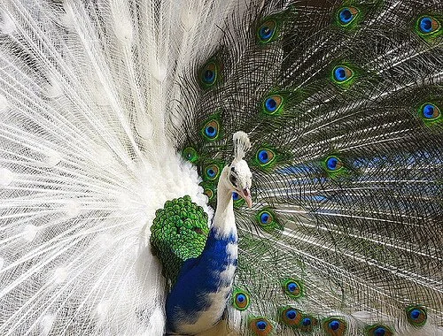 Peacock Love