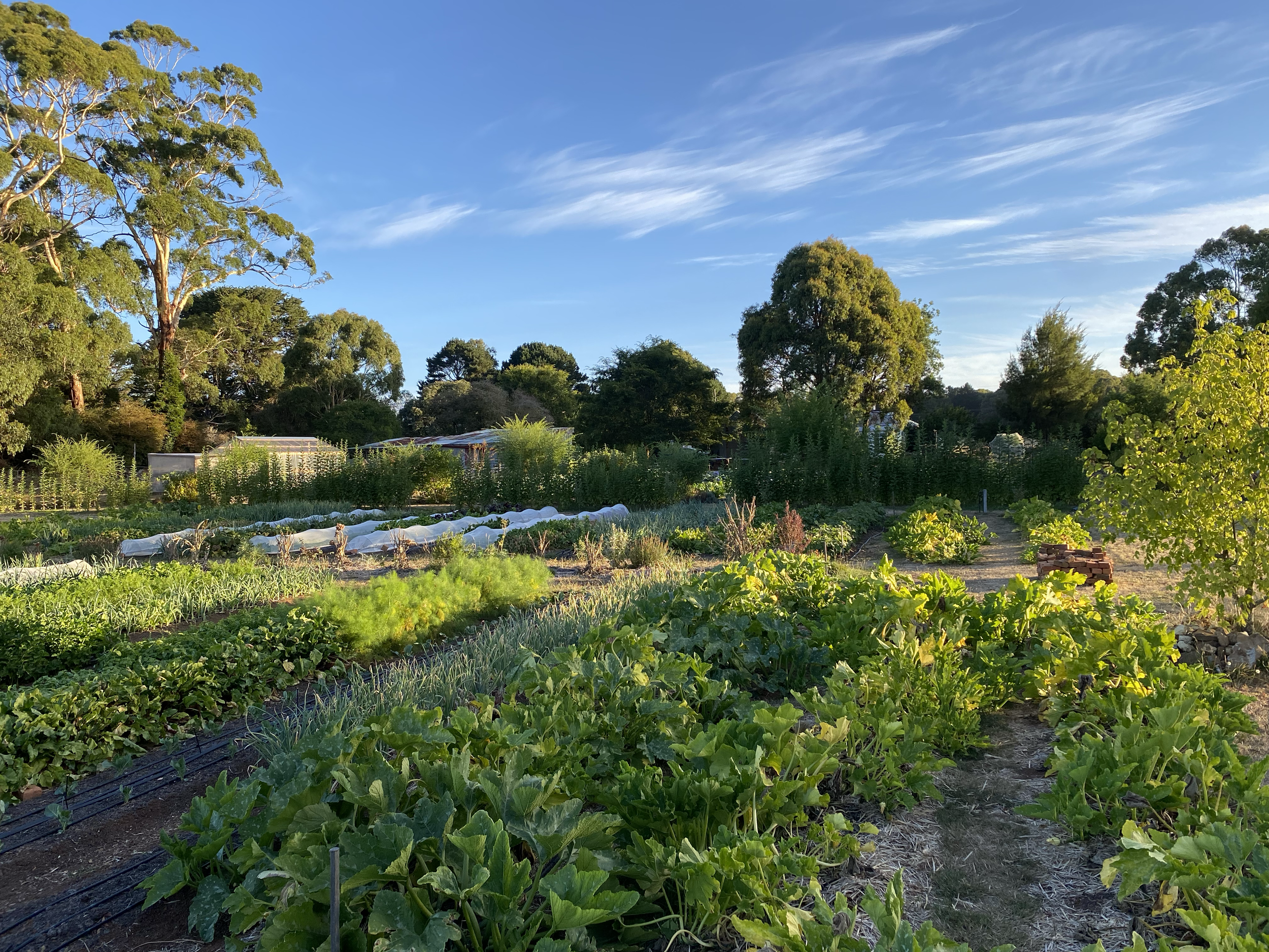 The Garden