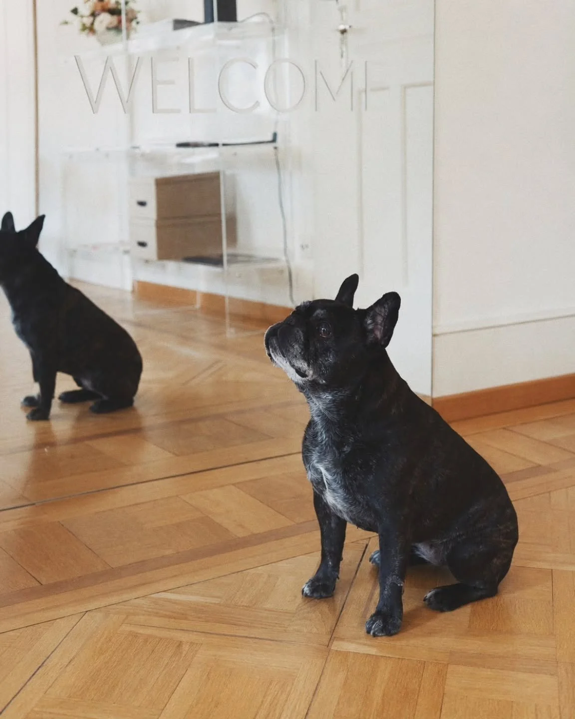 Meet the only @kioskagency member who is allowed to ignore emails and deadlines 🐾 #KioskAgency