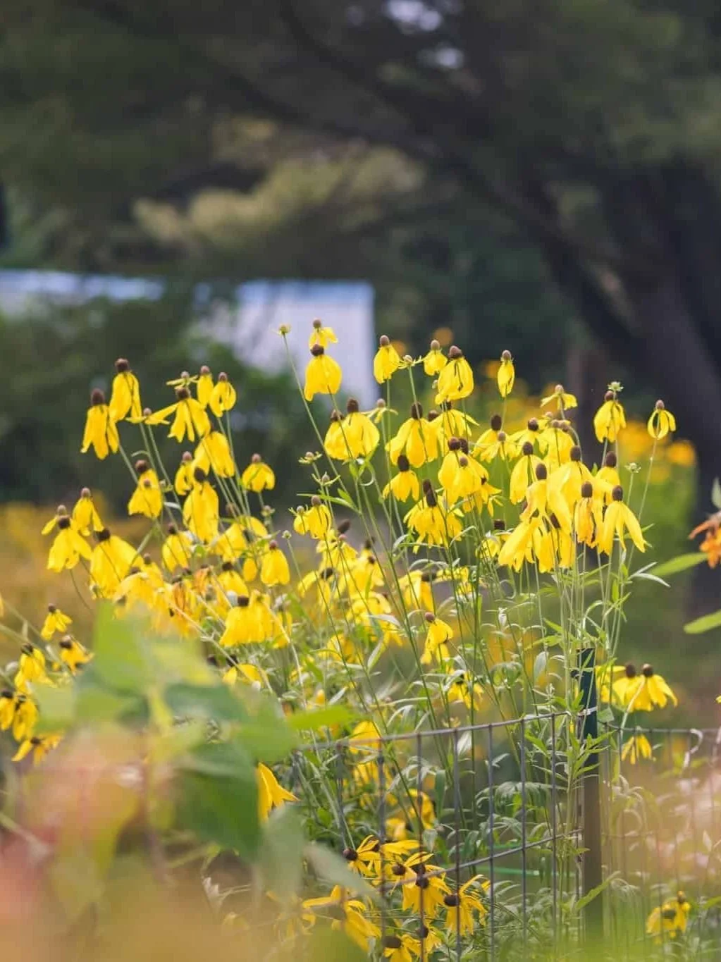 Yellow grey-headed coneflowers in a forest garden at sunset.