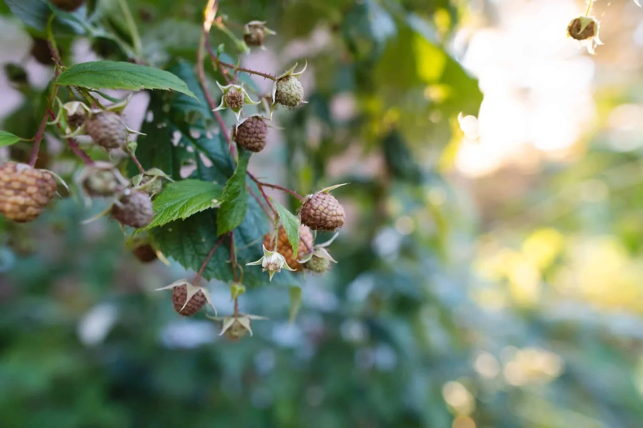 Raspberries rippening at sunset at Ottawa Forest where Elle Odyn teaches SEO Copywriting. Green and white raspberries in garden.