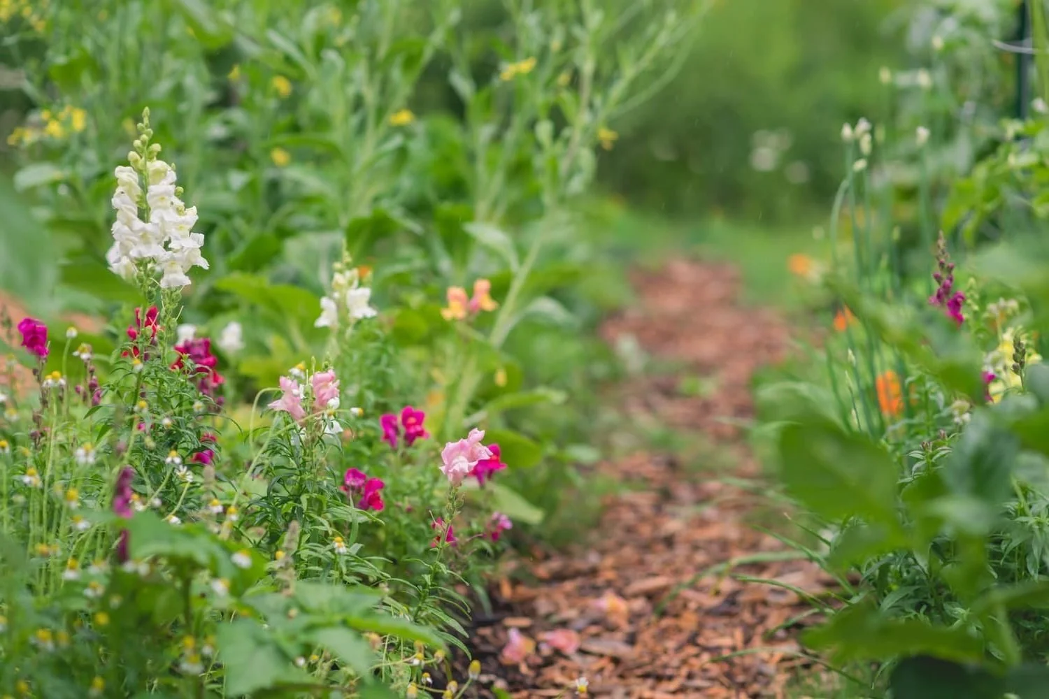 Garden path with woodchips and pink and white flowers blooming on the left side.
