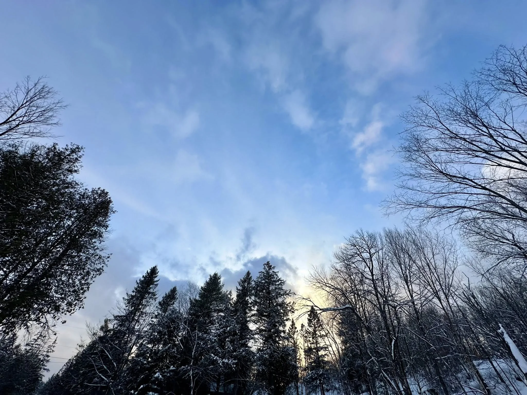 Image of blue early spring sky with trees surrounding it and sun setting.