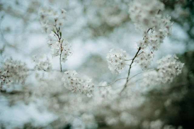 Close-up of white blossoms on tree branches in spring