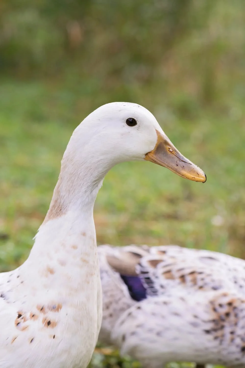 Close-up of a white duck with a yellowish beak, standing outdoors with a blurred green background.