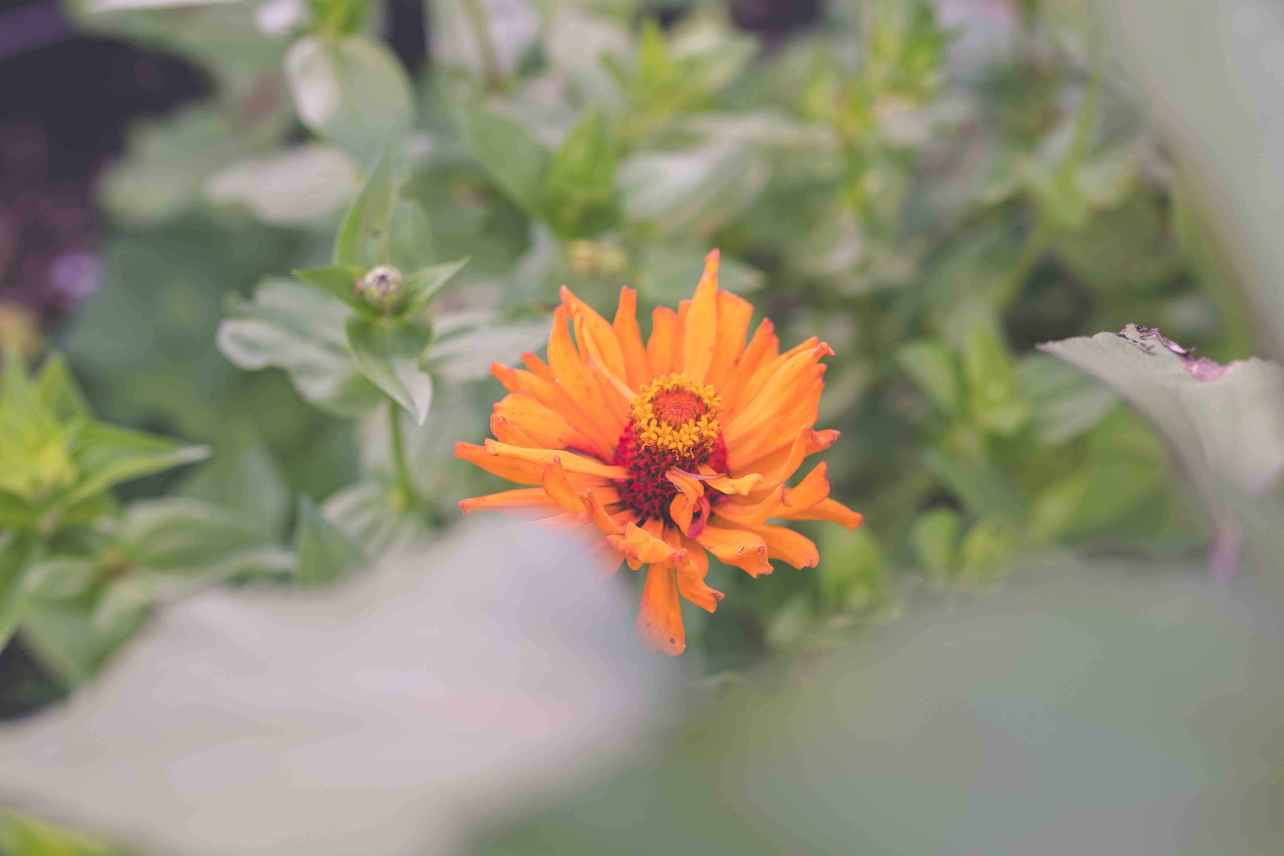 Orange zinnia in green garden.