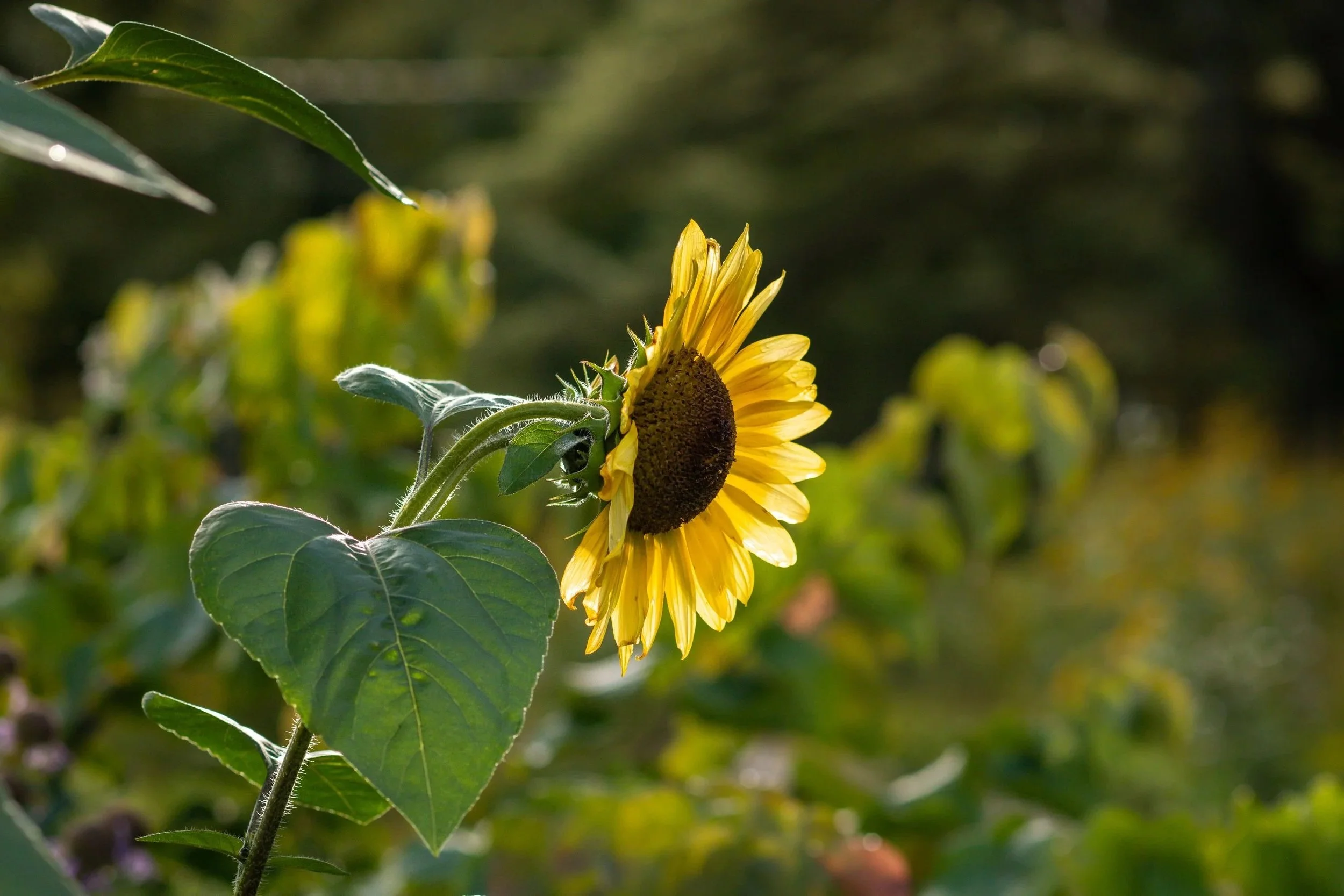 A yellow sunflower with sunlight shining through the petals in a forest garden in Val des Monts, Quebec, near Ottawa.