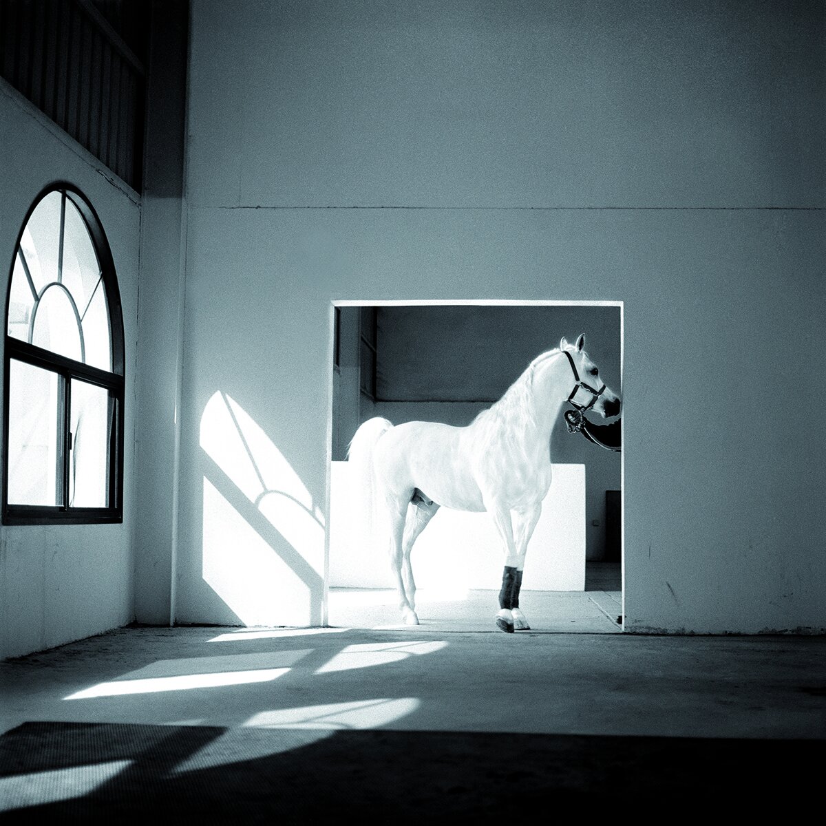 the-horse-meets-light-qatar-2003-photo-morten-krogvold.jpg