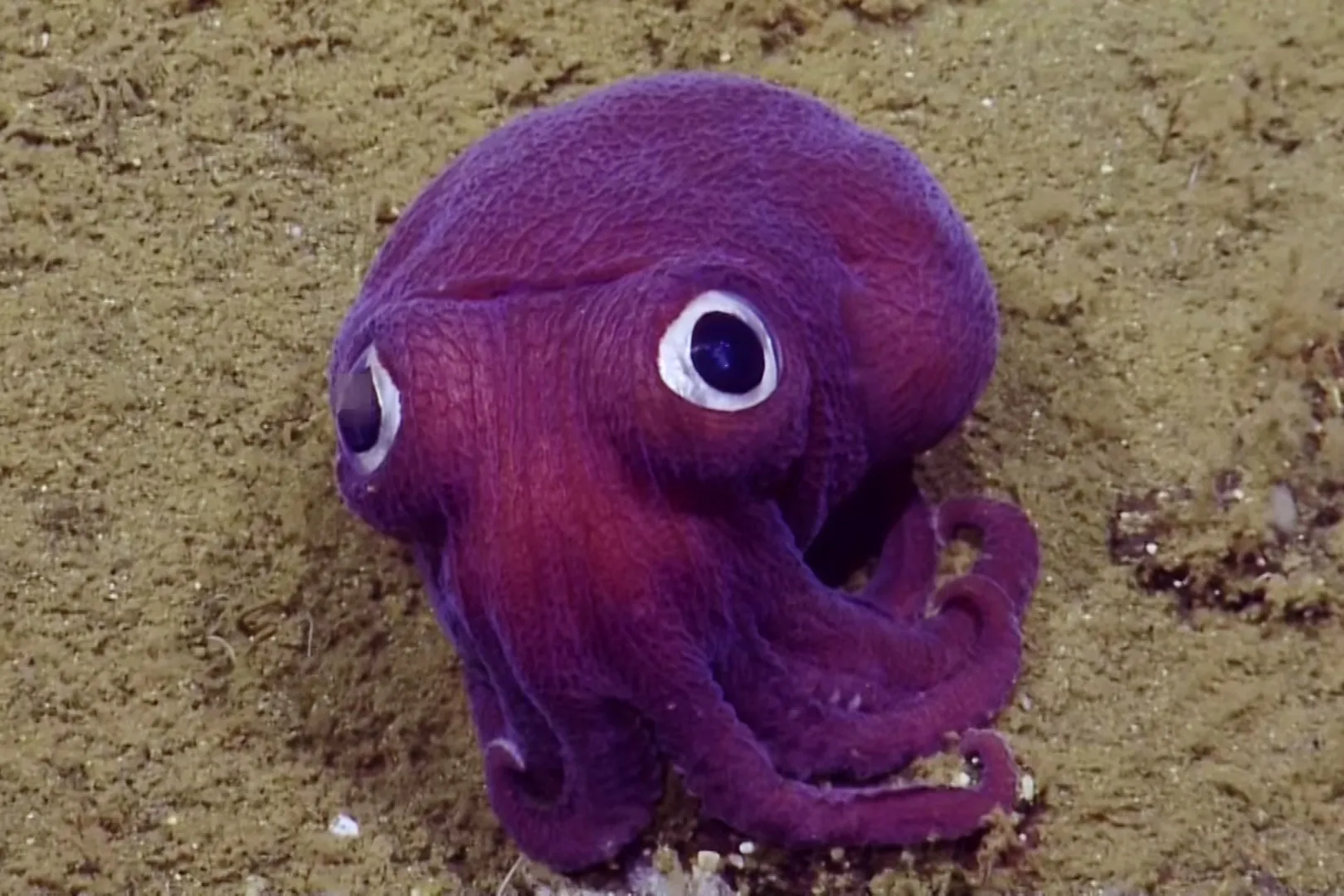 Googly-eyed stubby squid