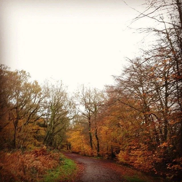 The weeks that were: Nov 16th-29th