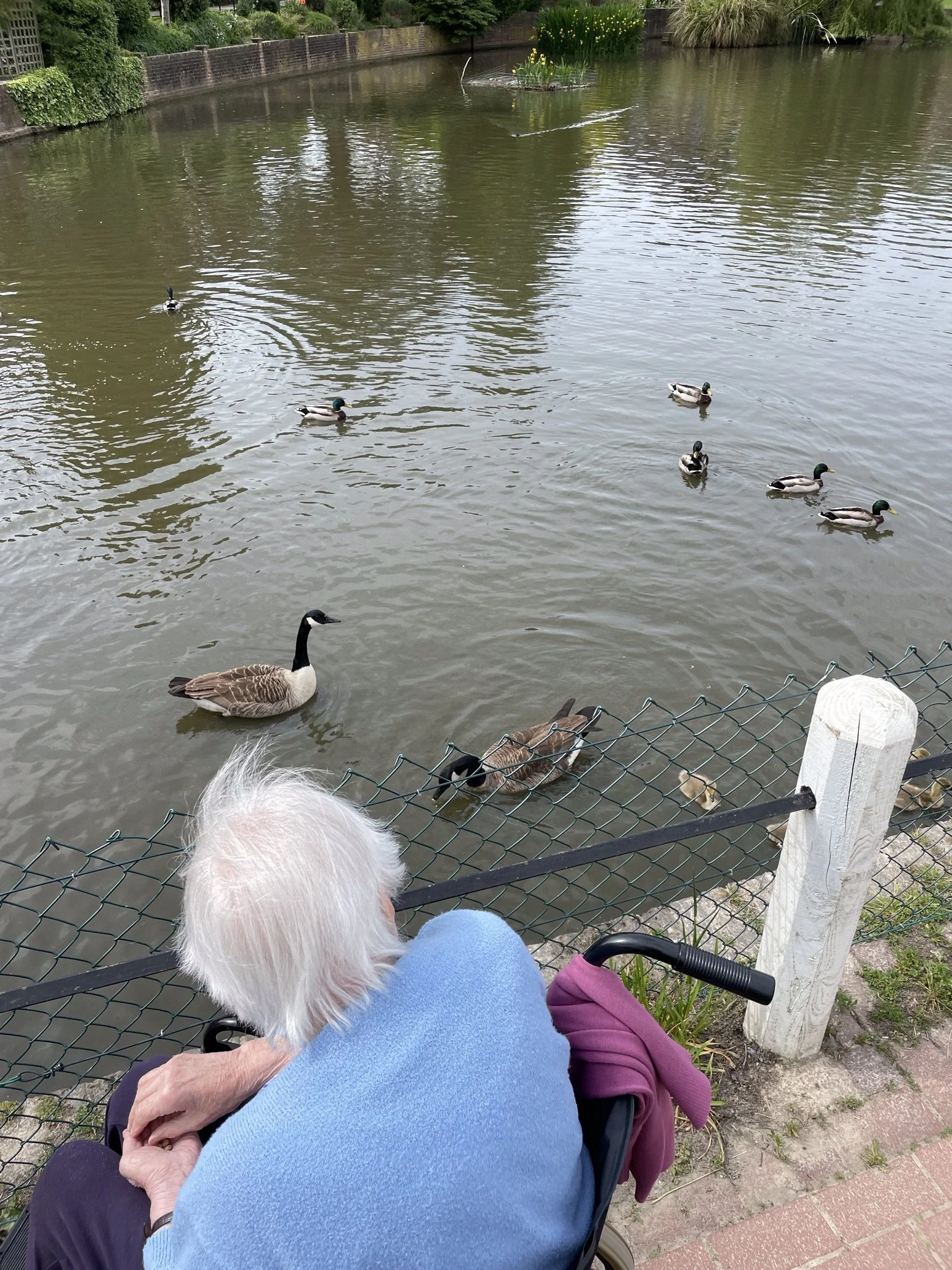 Trip to see the goslings