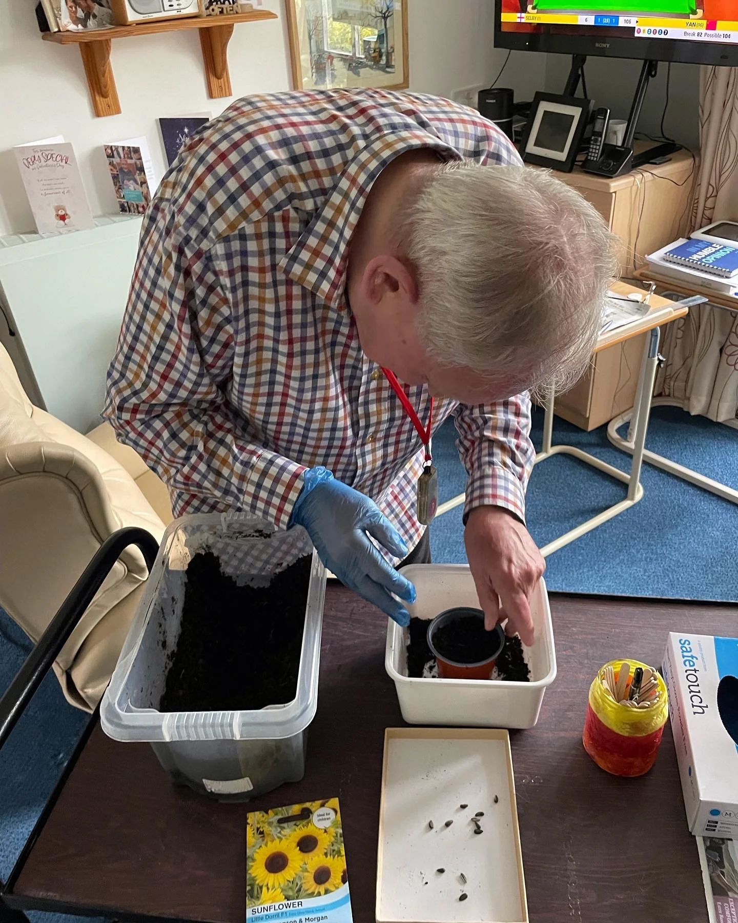 Planting sunflower seeds