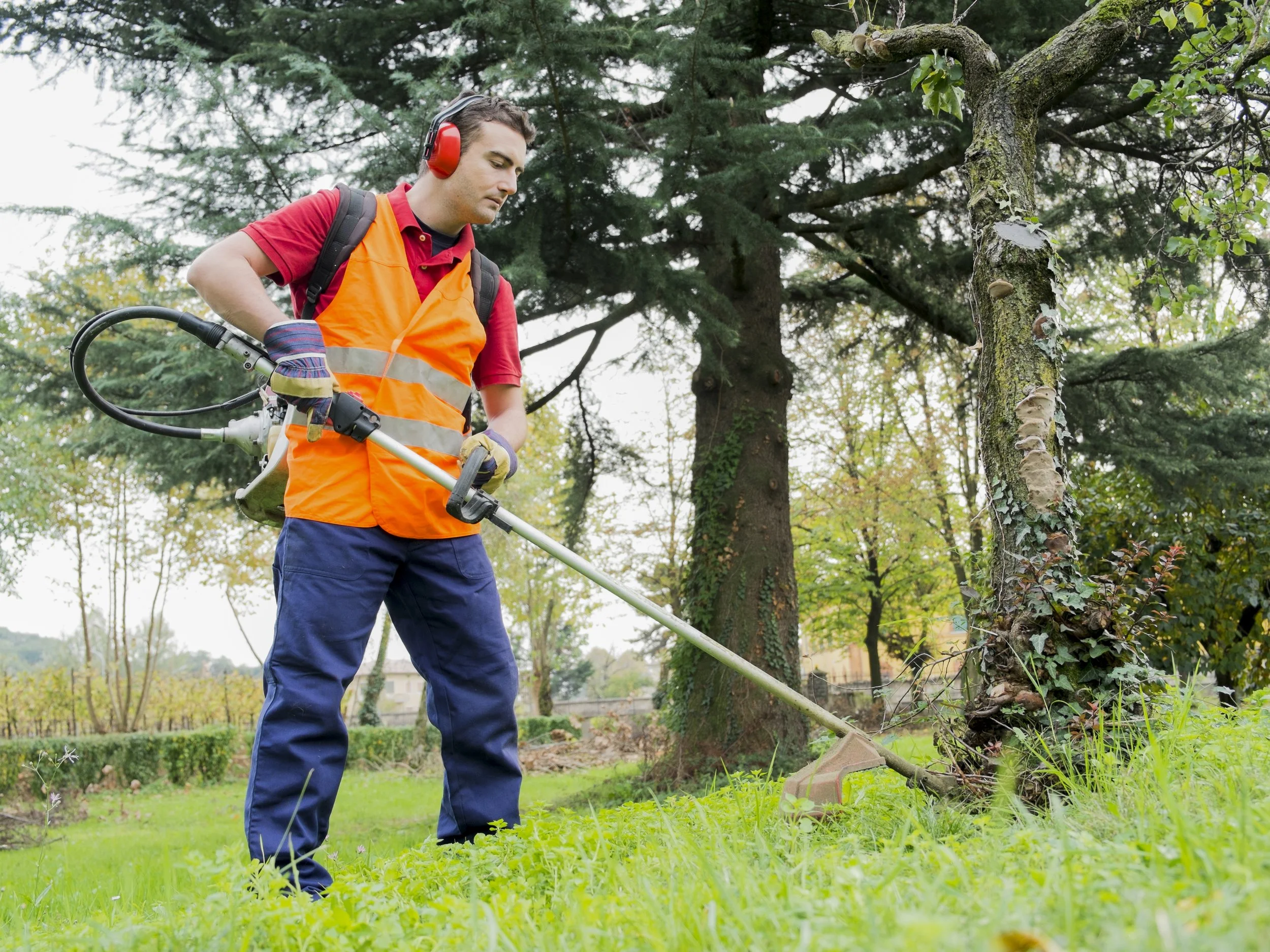 man wearing ear protectors mowing grass in the backyard with petrol hedge trimmer