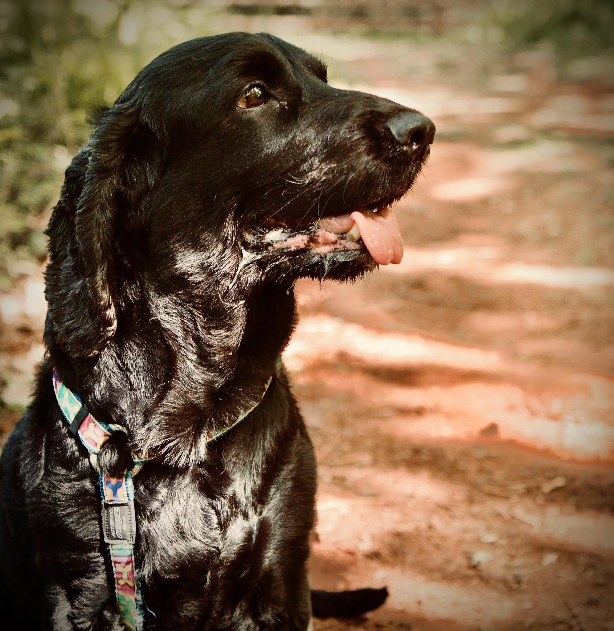 How to Take Better Photos of Your Dog | Brixham Pet Photographer