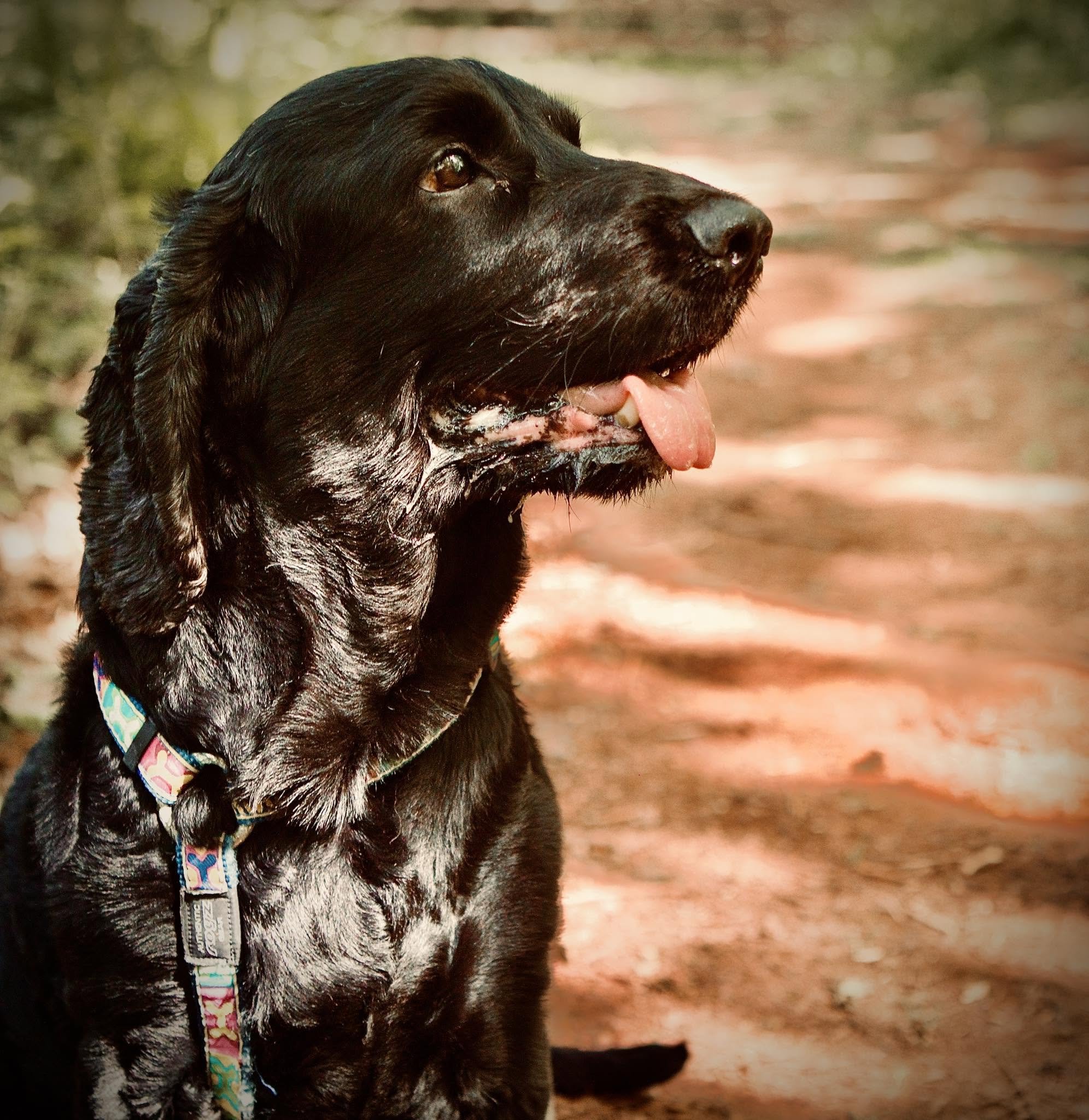 Dog Photographer In Brixham 