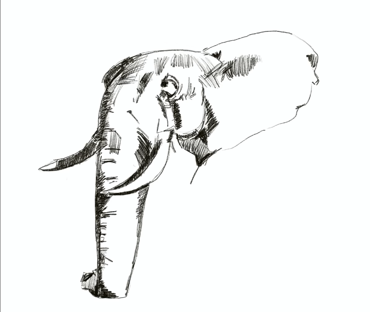 Elephant 
