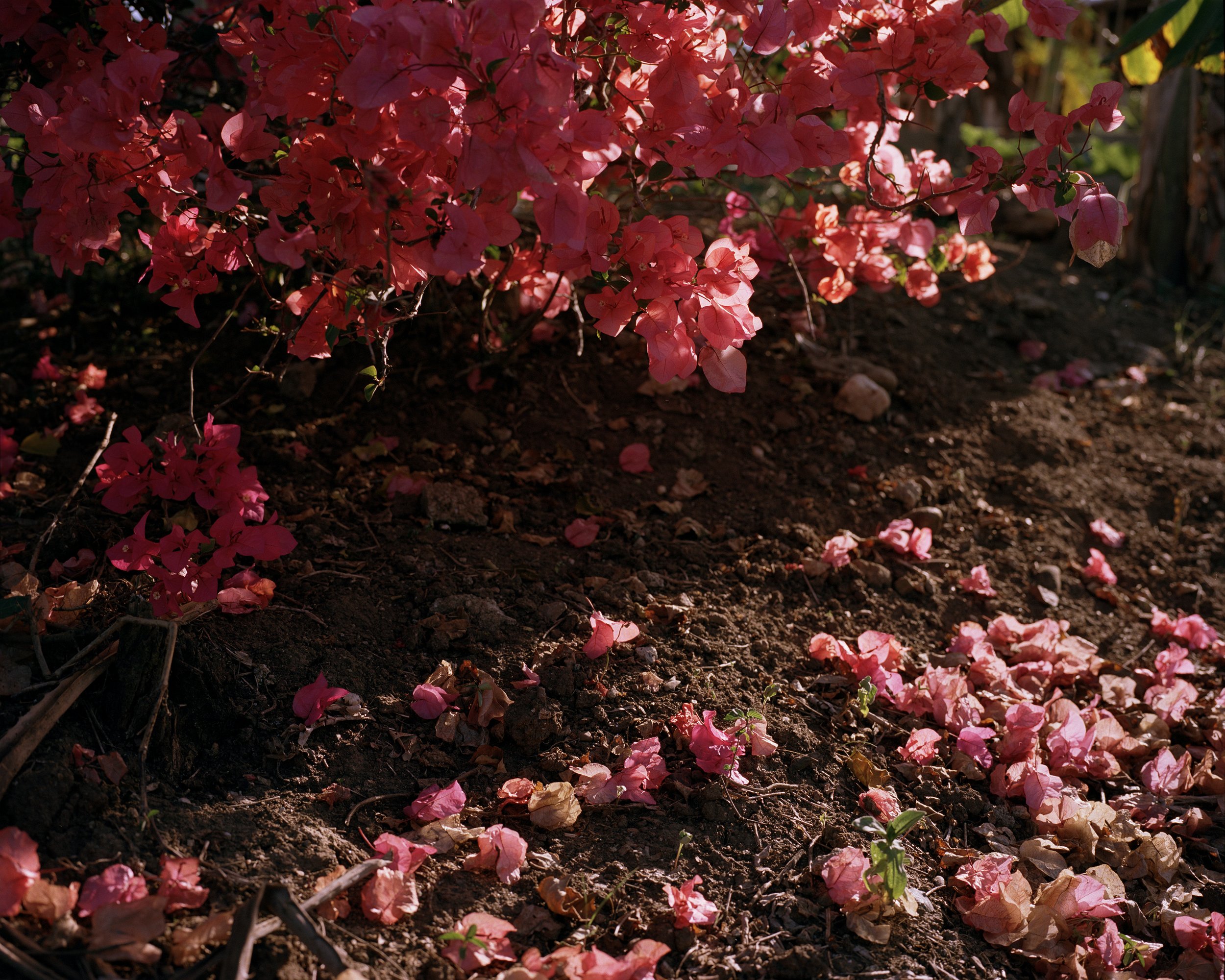flower petals.jpeg