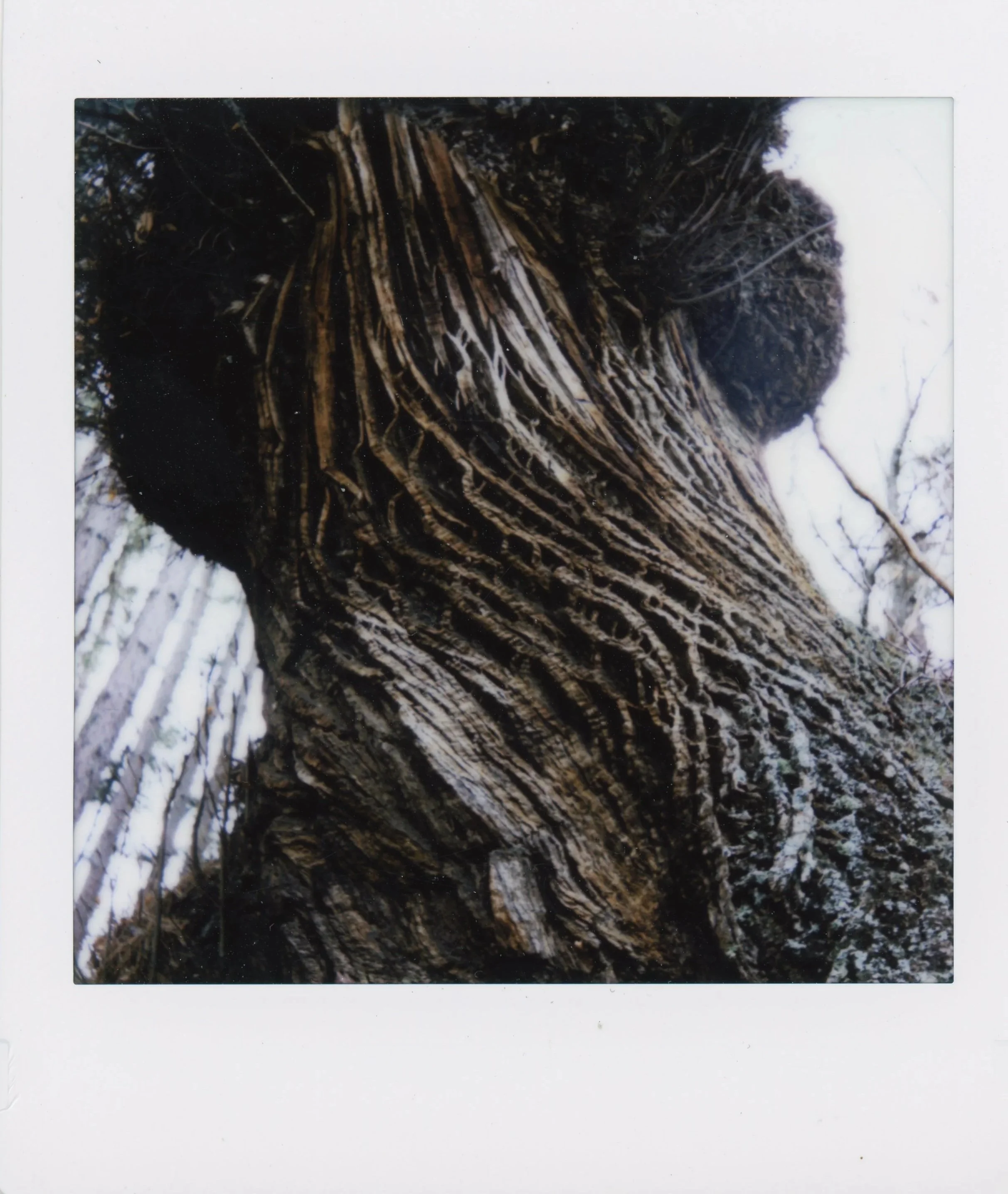 instax+tree.jpg