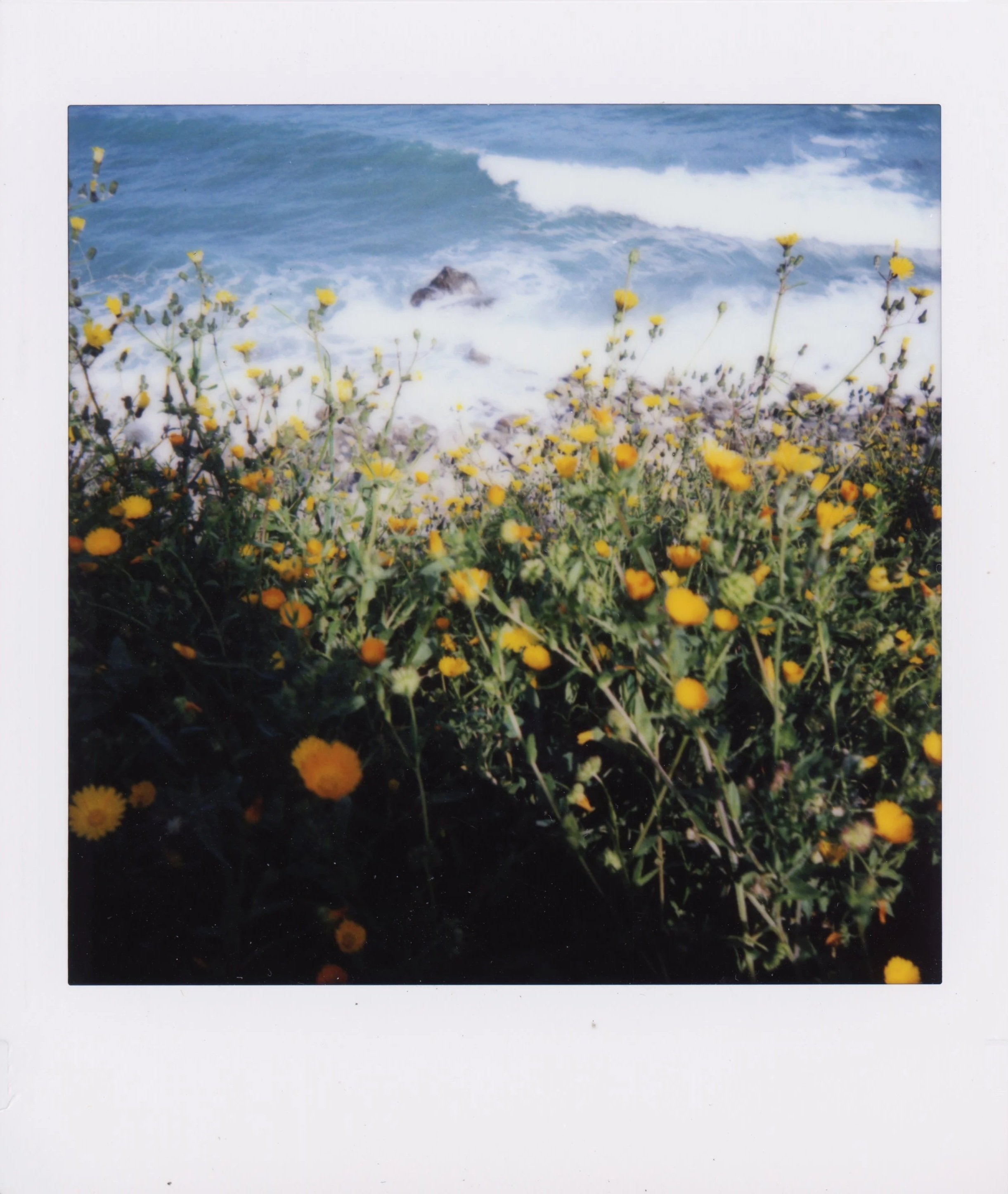 instax+roseto+flowers.jpg