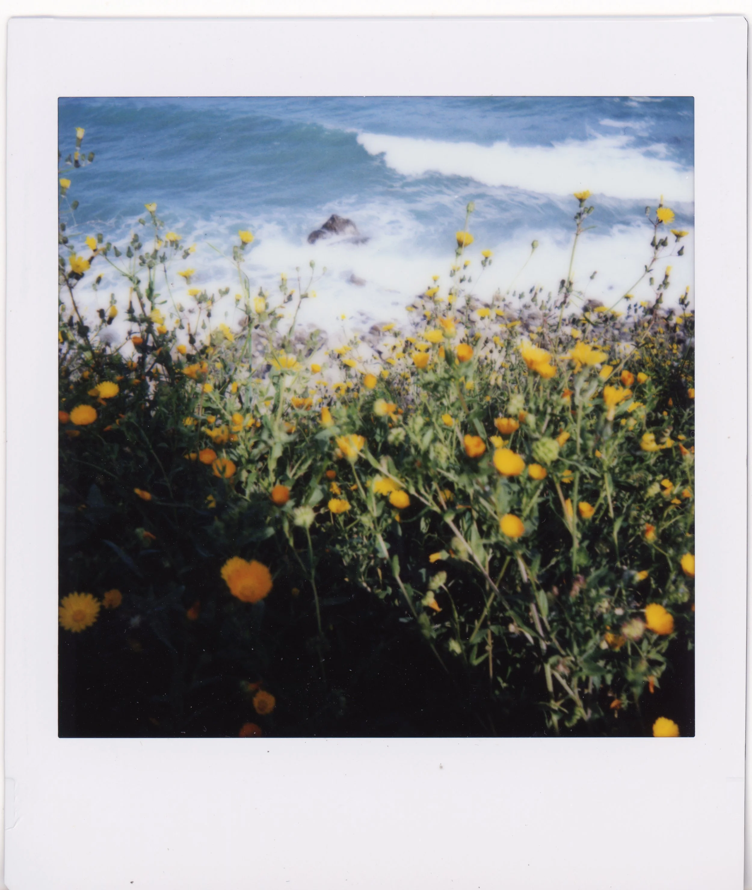 instax roseto flowers.jpeg