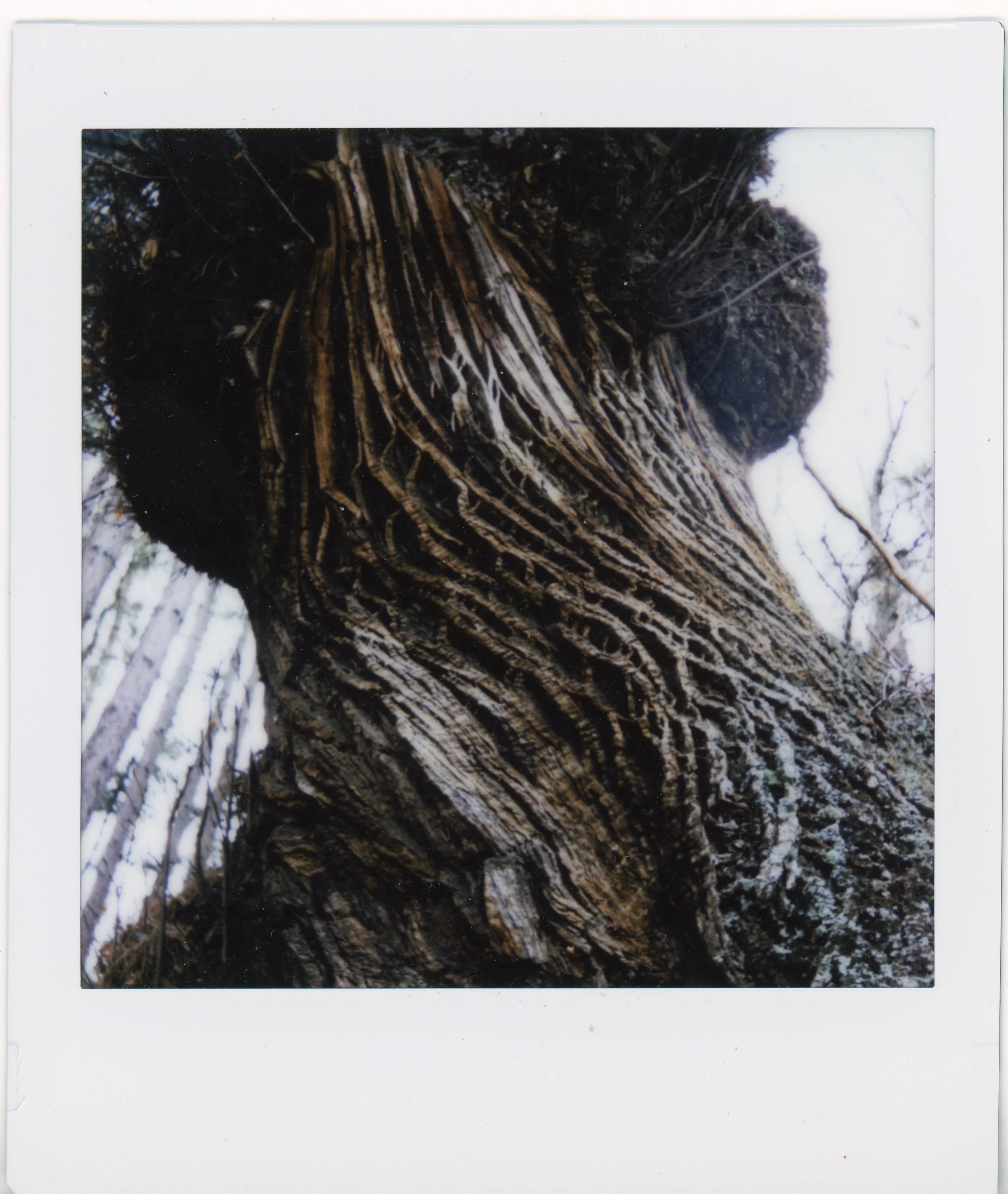 instax tree.jpeg