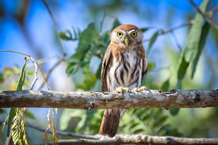 ©Birding By Bus_Ferruginous Pygmy-Owl Mexico Birding Private Tour.JPG