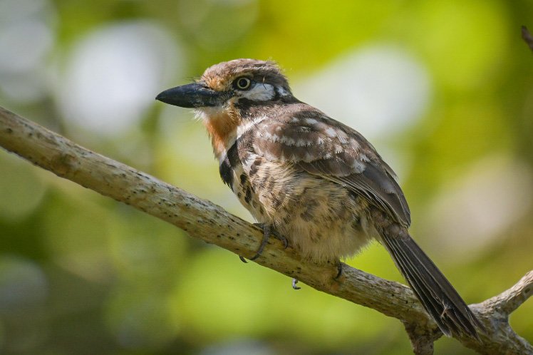 @birding by bus _ Barbara Bailey  Blog _ Northern Colombia _ Birding Tour _ Russet-throated Puffbird.JPG
