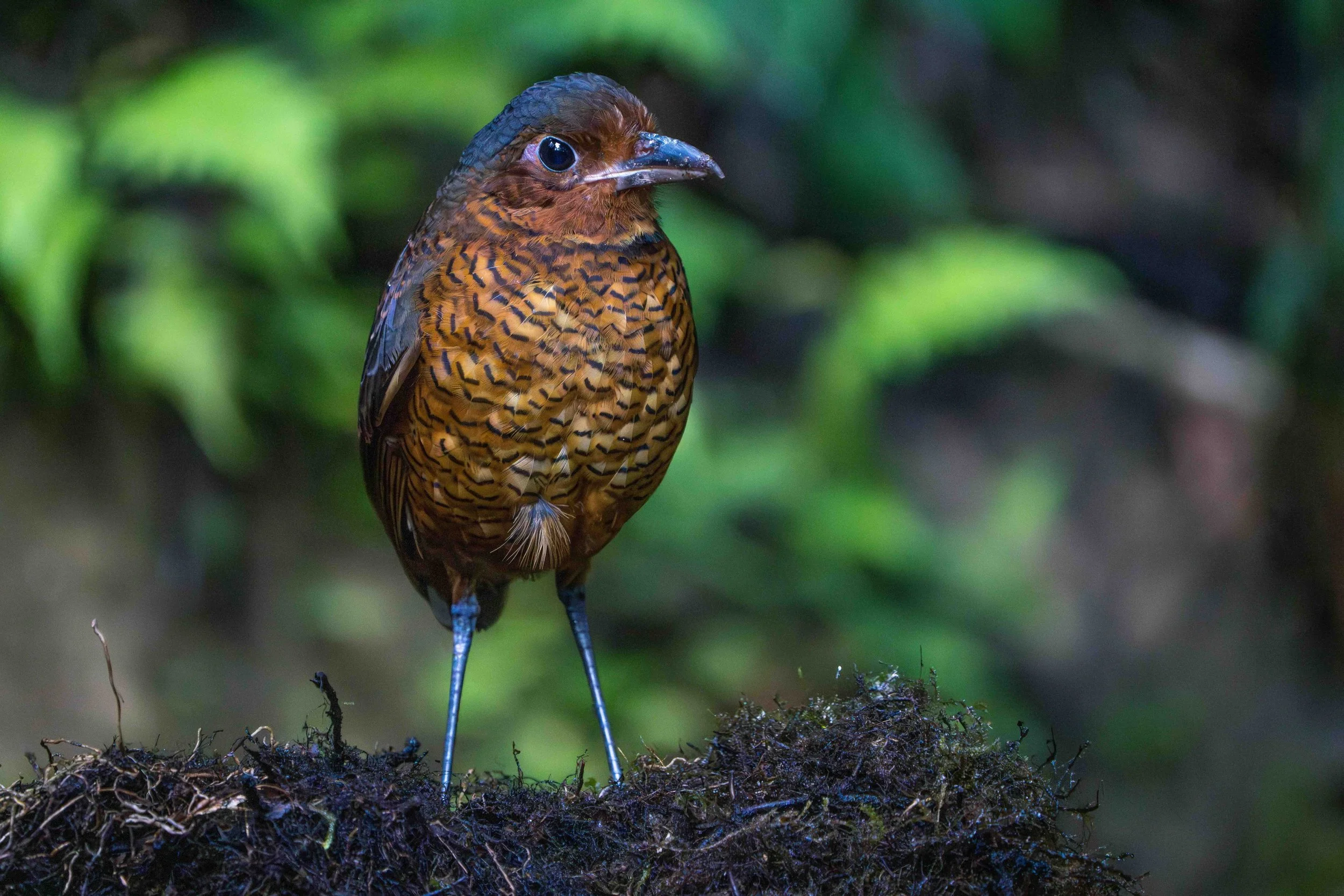 BIRDING BY BUS ECUADOR Giant Antpitta MHK.jpeg