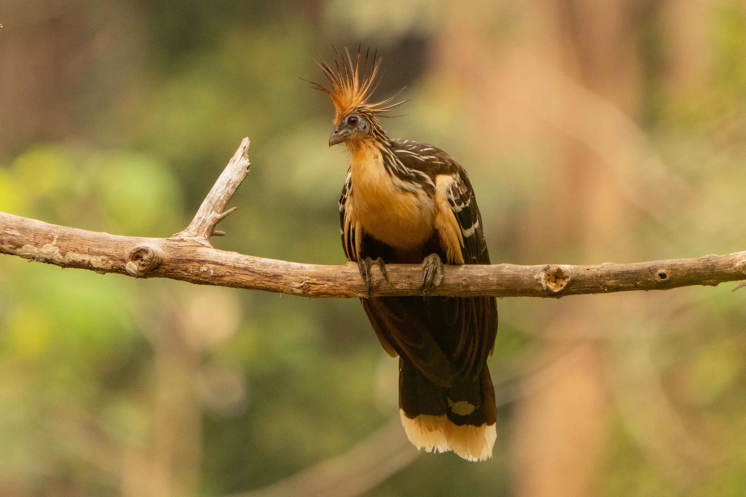 Hoatzin Birding By Bus Los Llanos Colombia Bird Tour Ecotour Orinoco Amazon Tropical South America.jpeg