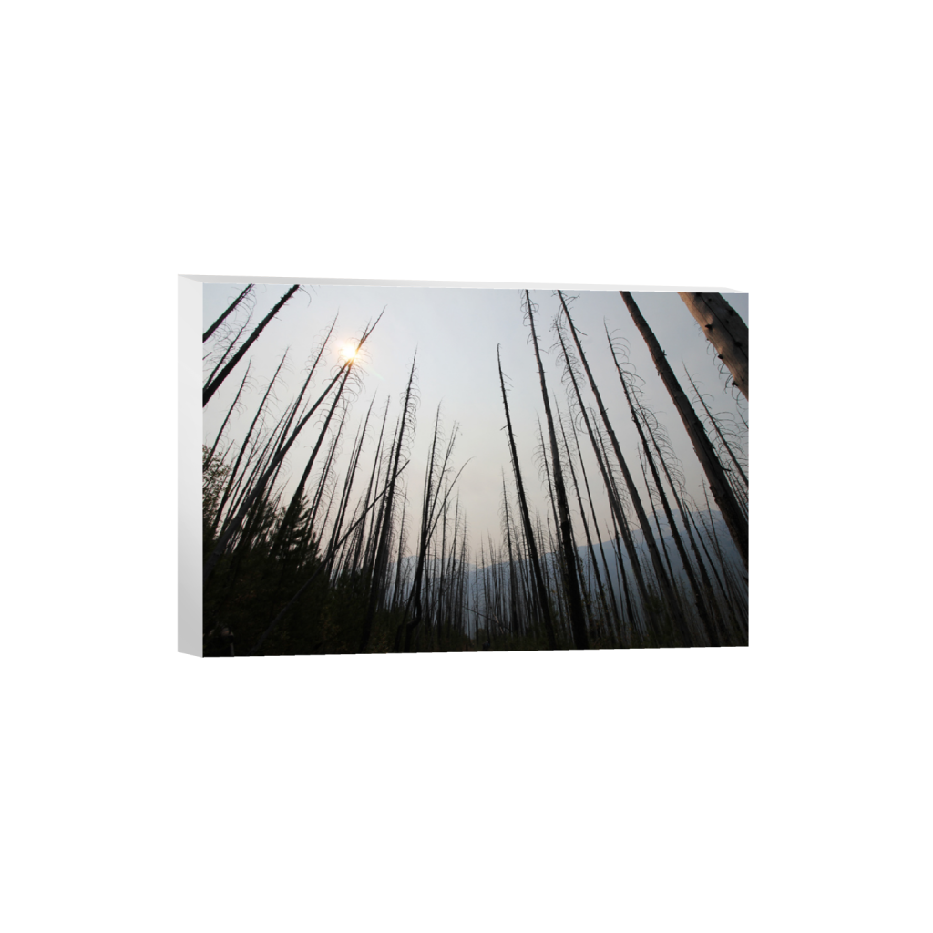 ptq_7_3_0_0_1200_800_0_false_ffffff_0_0_.png