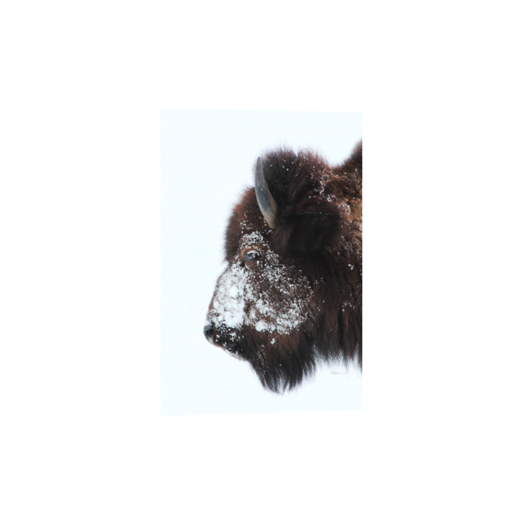 ptq_1_3_0_0_7200_10800_0_false_ffffff_0_0_.png