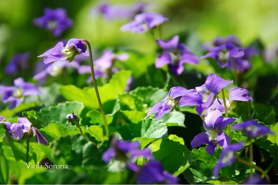 Violets are more than just pretty purple petals&mdash;they&rsquo;re one of spring&rsquo;s most powerful (and underrated) herbal allies. These delicate wildflowers have long been used to cool heat and inflammation, calm irritated skin, and gently supp