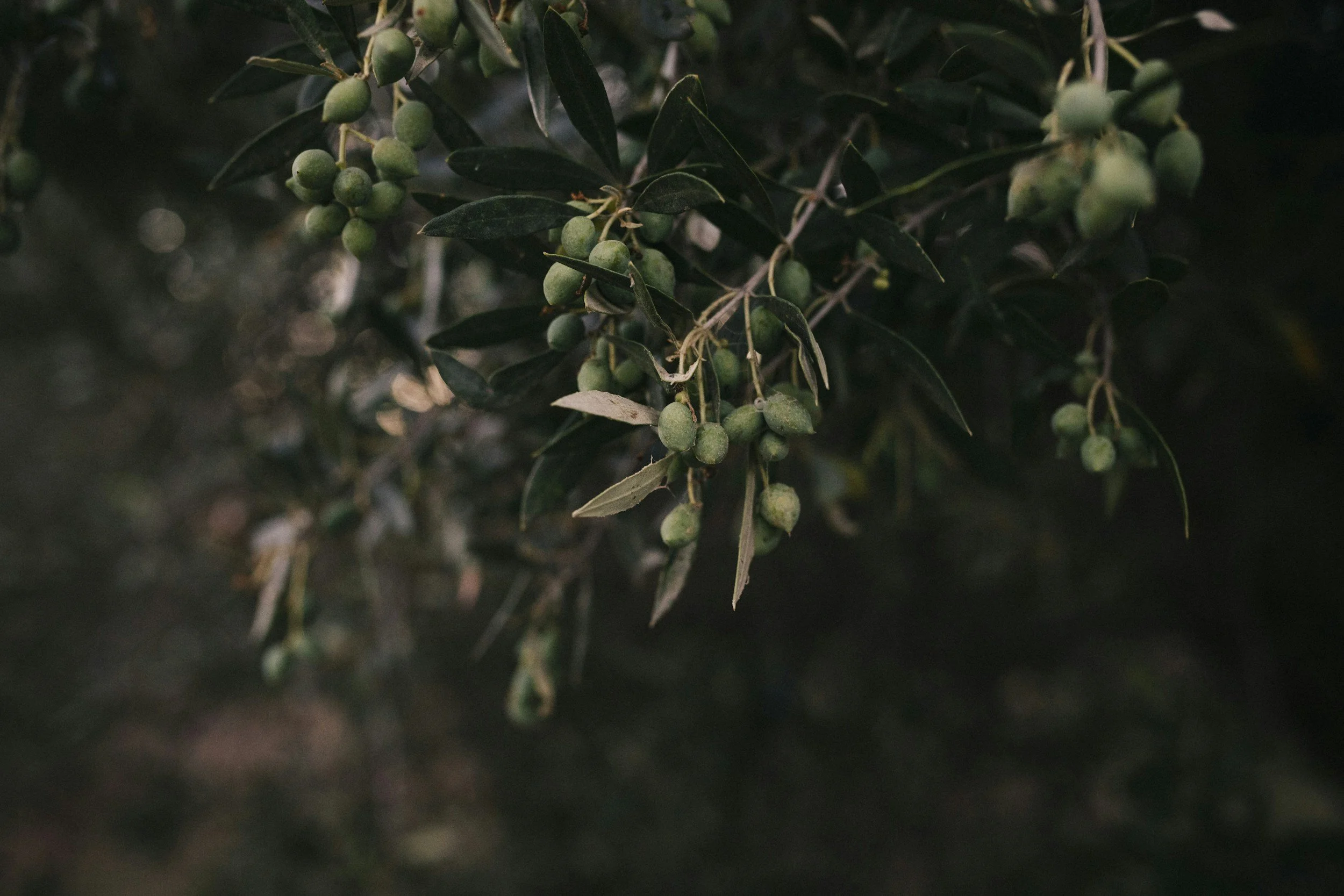 Ancient Skincare: Oils, Butters, and the Wisdom of Tradition