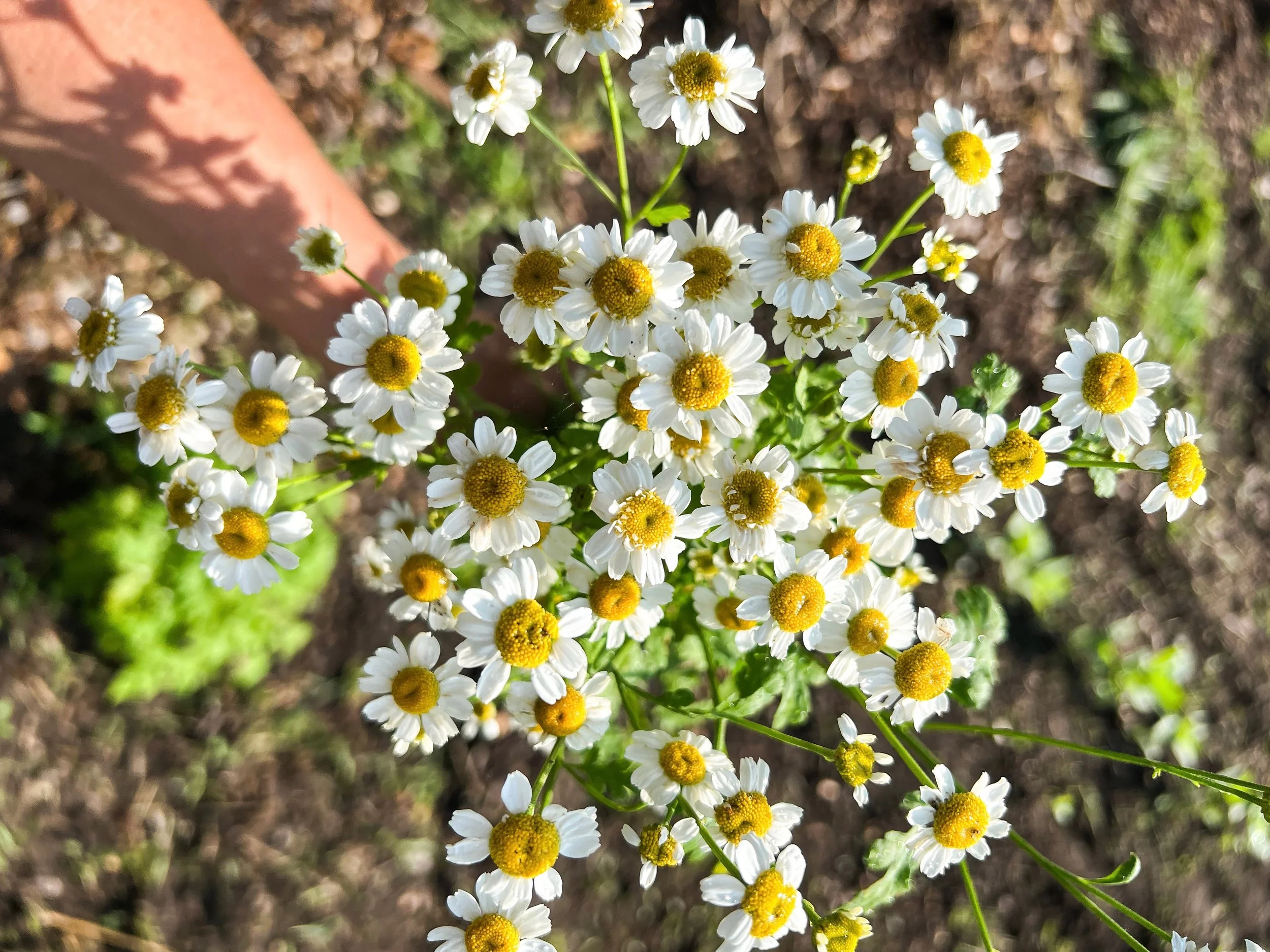 Feverfew: The Tiny Flower That Changed Everything