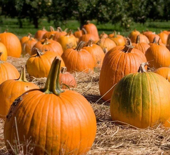 Pumpkin-patch-hub-dac52b8.jpg