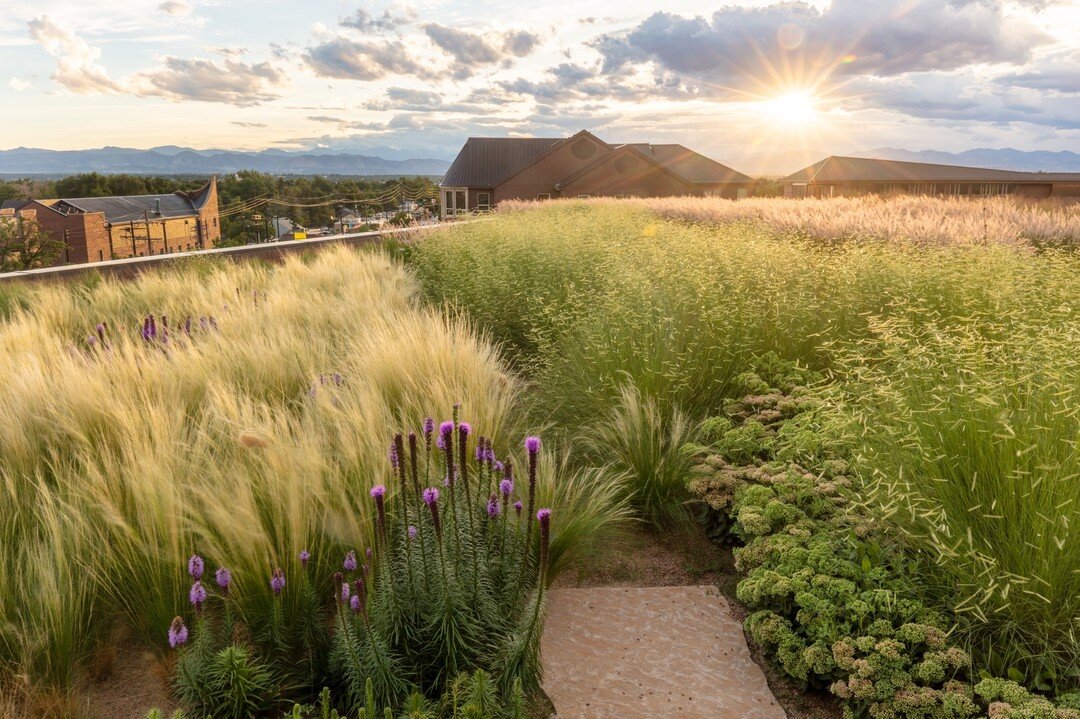 The green roof at DU&rsquo;s new Community Commons places a steppe-inspired landscape within the heart of Denver. Catching light and moving with the wind, the planting is designed to evoke the experience of a prairie or sky meadow as a way of animati