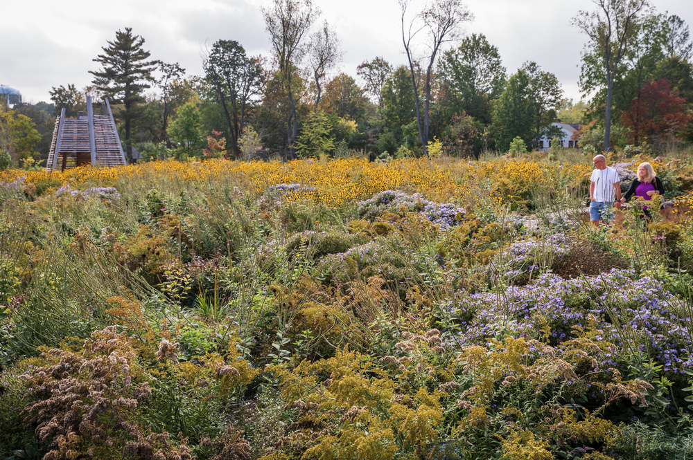 Pollinator decline — Didier Design Studio | Landscape Architecture