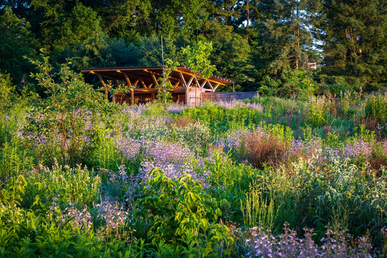 Pollinators and Bird Garden at Penn State — Didier Design Studio ...