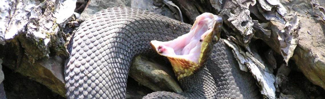 cottonmouth (Agkistrodon piscivorus), photo by Steve Beaupre