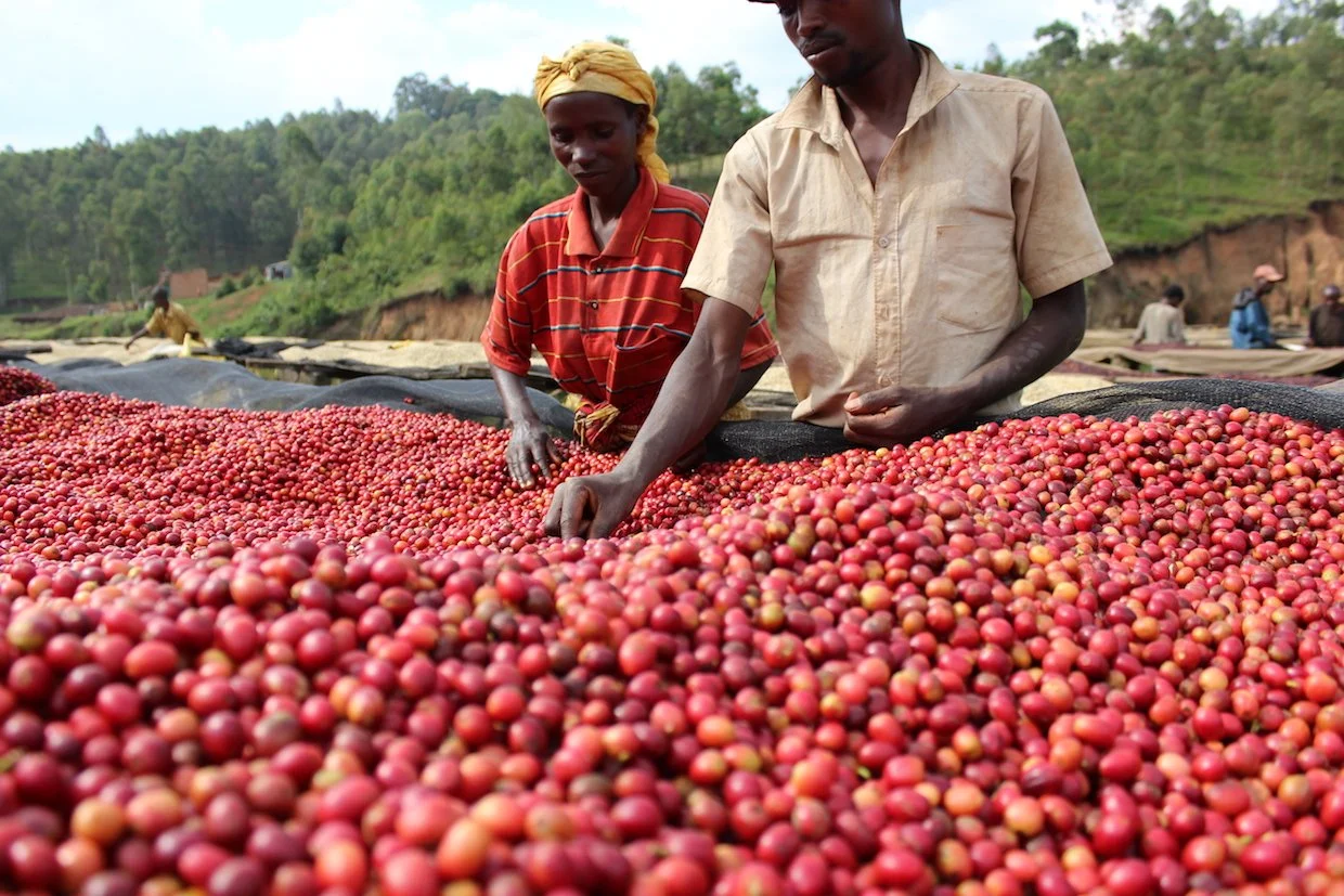 burundi-coffee-workers-daily-coffee-news.jpg