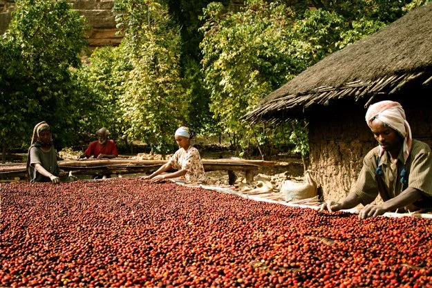 Ethiopian-coffee-growers.jpg