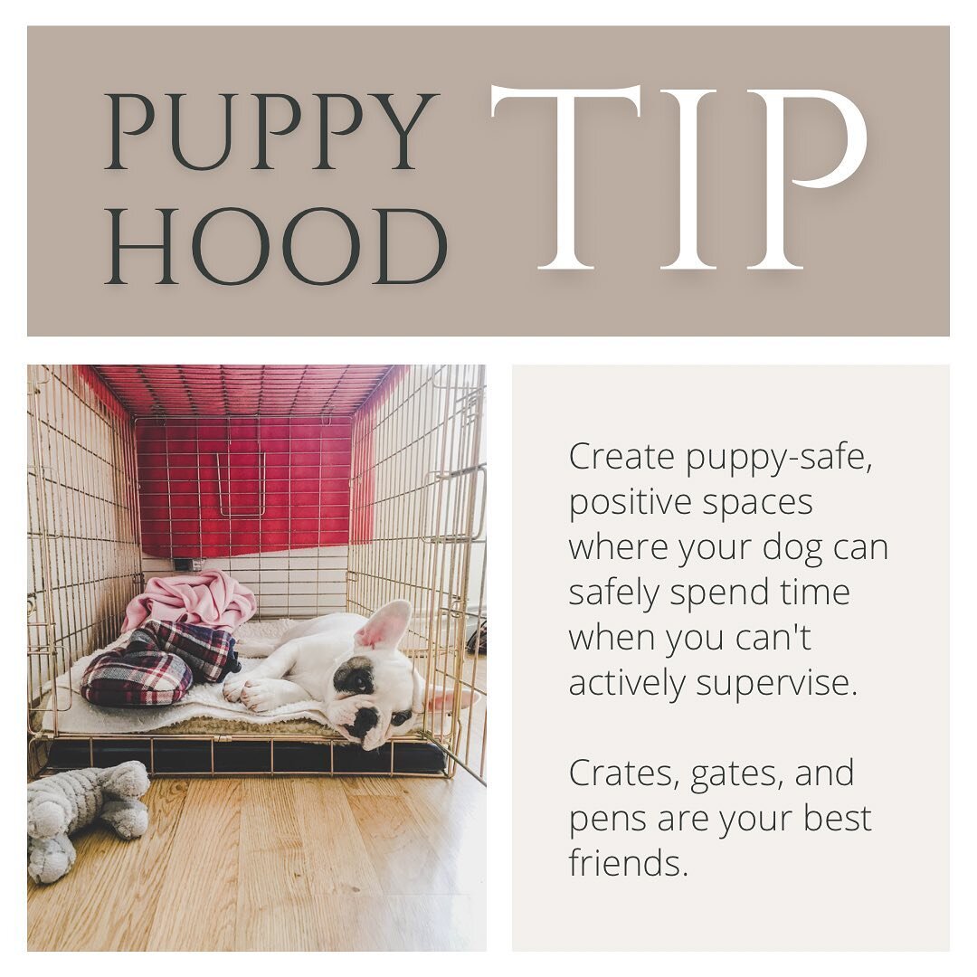 Puppyhood Tip: Create puppy-safe, positive spaces where your dog can safely spend time when you can't actively supervise. Crates, gates, and pens are your best friends.